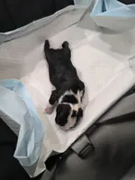 Bruno , a male French Bulldog for sale in Asheboro, NC – 7 of 10