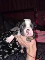 Bruno , a male French Bulldog for sale in Asheboro, NC – 3 of 10