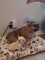 Wrinkles , a female French Bulldog for sale in Asheboro, NC – 8 of 10