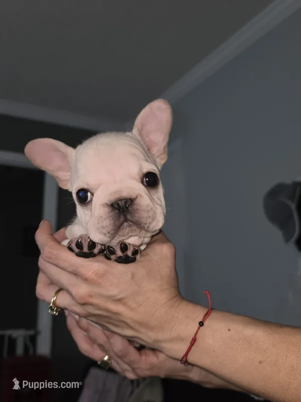 Wrinkles  – French Bulldog puppy for sale in Asheboro, NC