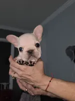 Wrinkles , a female French Bulldog for sale in Asheboro, NC – 1 of 10