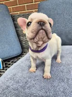 Wrinkles , a female French Bulldog for sale in Asheboro, NC – 4 of 10