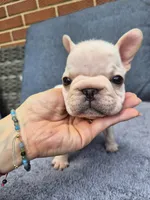 Wrinkles , a female French Bulldog for sale in Asheboro, NC – 2 of 10