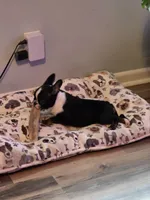 Bruno , a male French Bulldog for sale in Asheboro, NC – 8 of 10