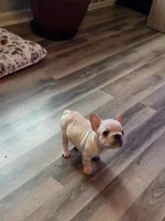 Wrinkles , a female French Bulldog for sale in Asheboro, NC – 5 of 10