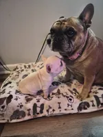 Wrinkles , a female French Bulldog for sale in Asheboro, NC – 6 of 10