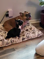 Bruno , a male French Bulldog for sale in Asheboro, NC – 6 of 10