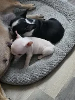 Bruno , a male French Bulldog for sale in Asheboro, NC – 10 of 10