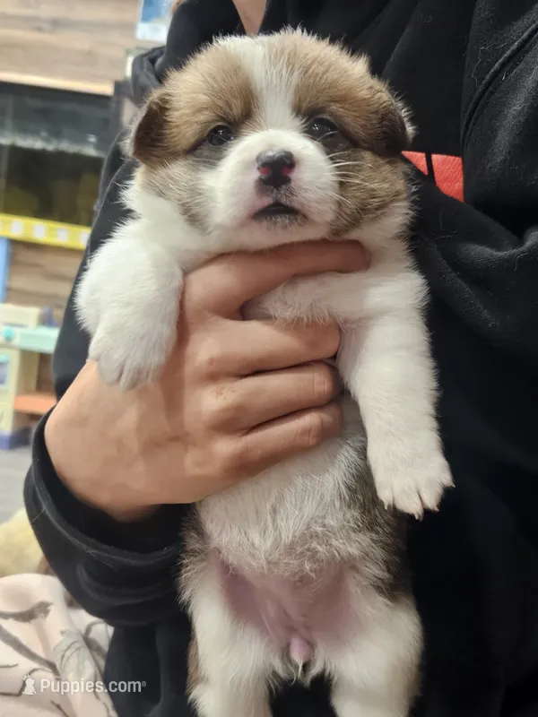 Primrose – Pembroke Welsh Corgi puppy for sale in Corning, NY