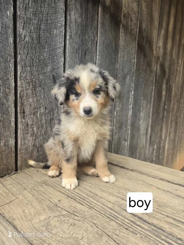 Petey – Australian Shepherd puppy for sale in Asheboro, NC