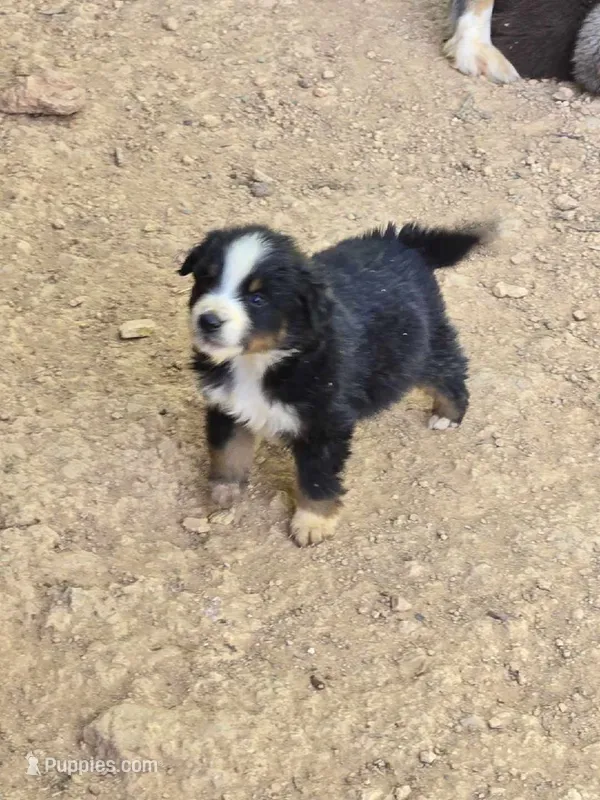 Mojo – Australian Shepherd puppy for sale in Asheboro, NC