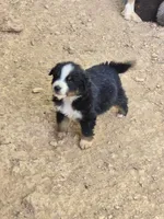 Mojo, a male Australian Shepherd for sale in Asheboro, NC – 1 of 1