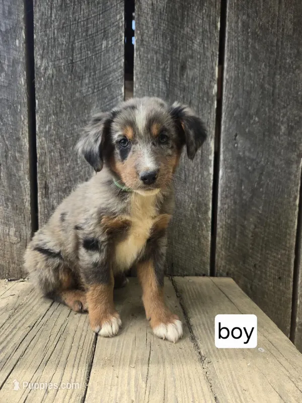 Dopey – Australian Shepherd puppy for sale in Asheboro, NC