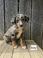 Dopey, a male Australian Shepherd for sale in Asheboro, NC – 1 of 1