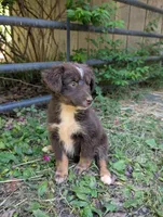 Red, a female Australian Shepherd for sale in Asheboro, NC – 1 of 2