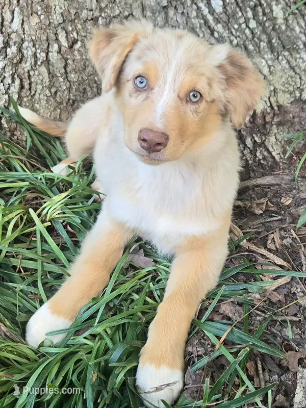 Copper – Australian Shepherd puppy for sale in Asheboro, NC