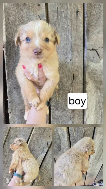 Copper – Australian Shepherd puppy for sale in Asheboro, NC
