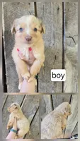 Copper, a male Australian Shepherd for sale in Asheboro, NC – 1 of 1