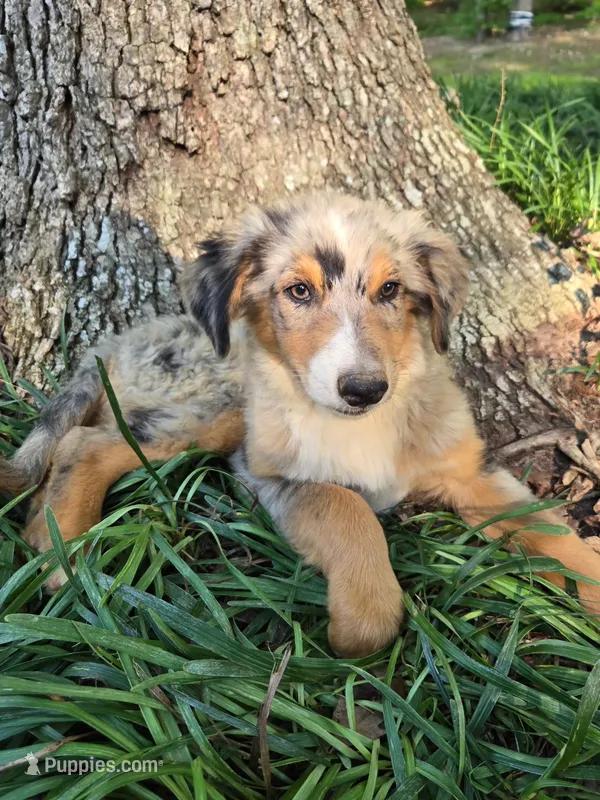 Spark  – Australian Shepherd puppy for sale in Asheboro, NC