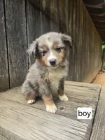 Cornelius , a male Australian Shepherd for sale in Asheboro, NC – 1 of 1