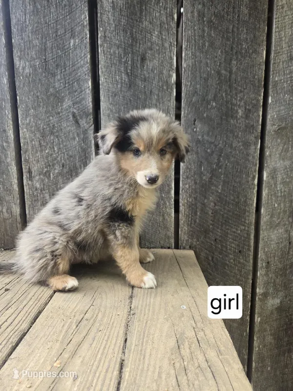 Nina – Australian Shepherd puppy for sale in Asheboro, NC