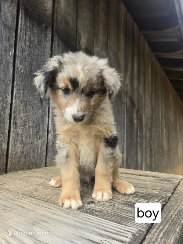 Spark  – Australian Shepherd puppy for sale in Asheboro, NC