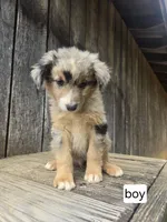 Spark , a male Australian Shepherd for sale in Asheboro, NC – 1 of 1