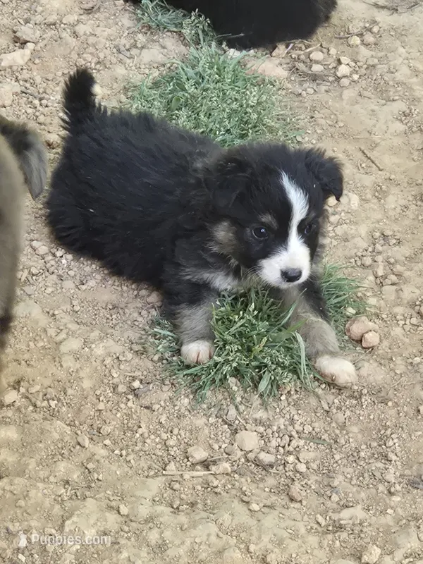 Blacky – Australian Shepherd puppy for sale in Asheboro, NC