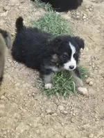 Blacky, a male Australian Shepherd for sale in Asheboro, NC – 1 of 1