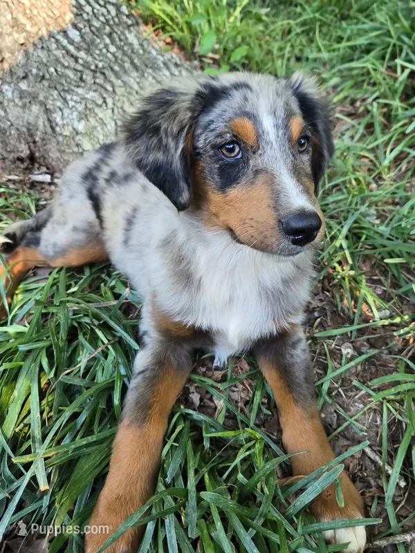 Dobey – Australian Shepherd puppy for sale in Asheboro, NC
