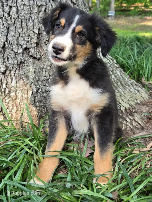 Blacky – Australian Shepherd puppy for sale in Asheboro, NC