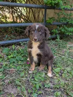 Red, a female Australian Shepherd for sale in Asheboro, NC – 2 of 2