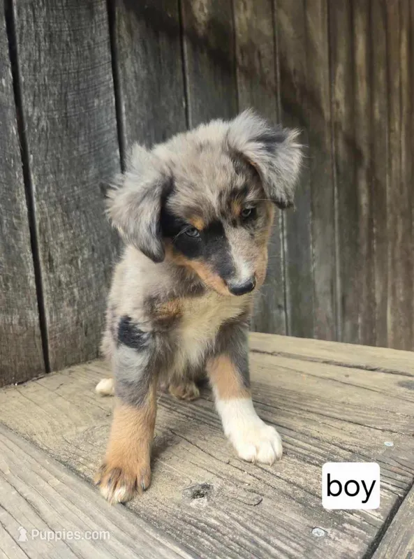 Maximus  – Australian Shepherd puppy for sale in Asheboro, NC