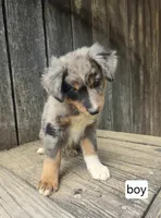Maximus , a male Australian Shepherd for sale in Asheboro, NC – 1 of 1