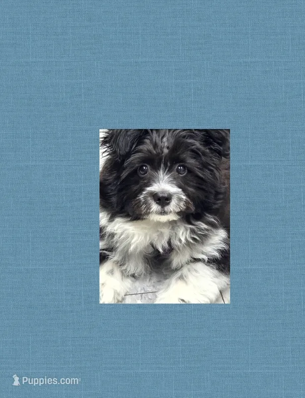PRINCE – Maltipom puppy for sale in Kokomo, IN