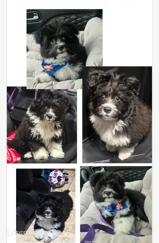 PRINCE – Maltipom puppy for sale in Kokomo, IN