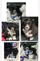 PRINCE, a male Maltipom for sale in Kokomo, IN – 1 of 1