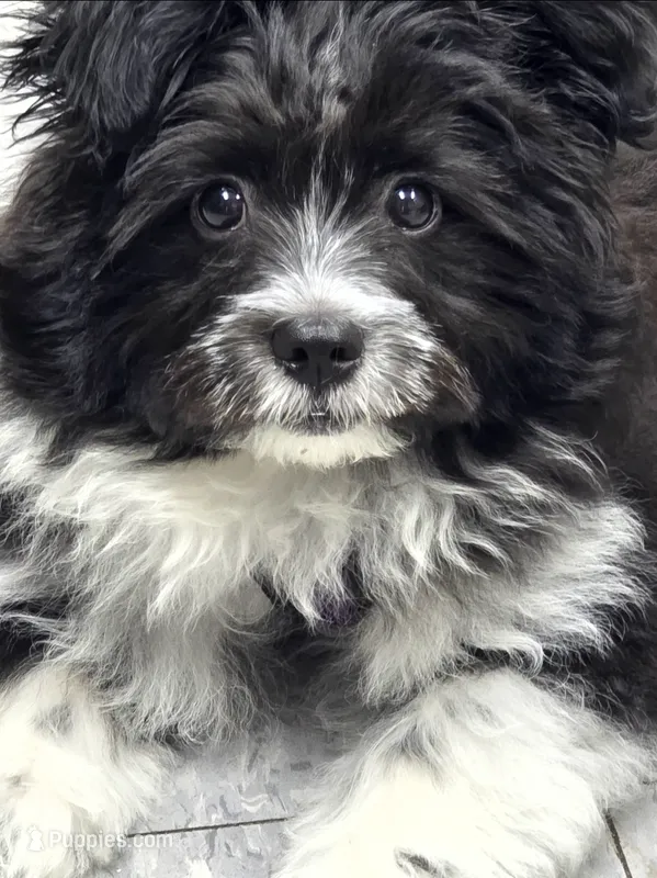 PRINCE – Maltipom puppy for sale in Kokomo, IN