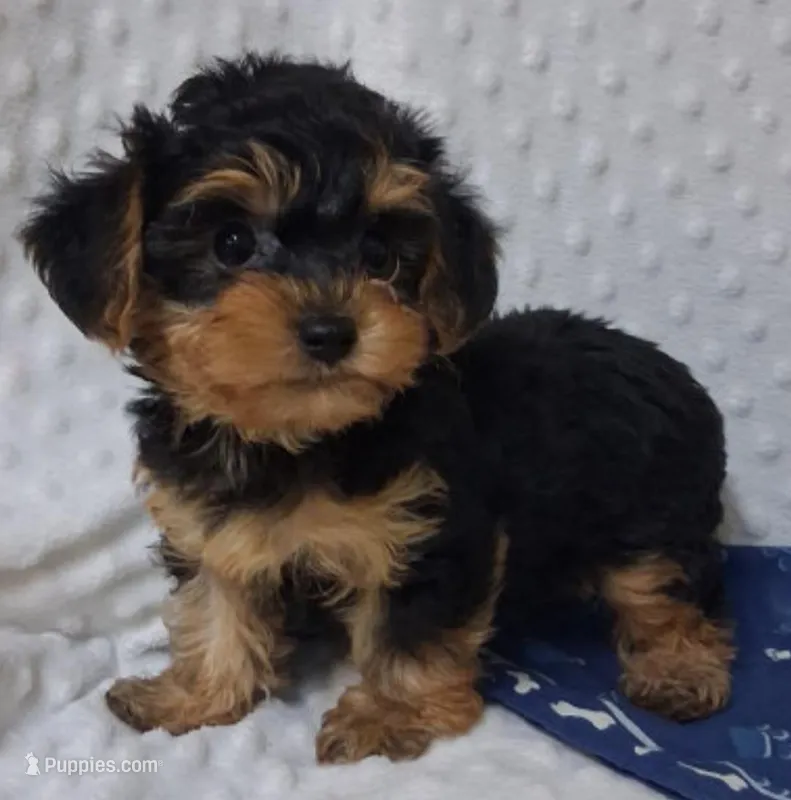 Crumb – Yorkipoo puppy for sale in Fort Madison, IA