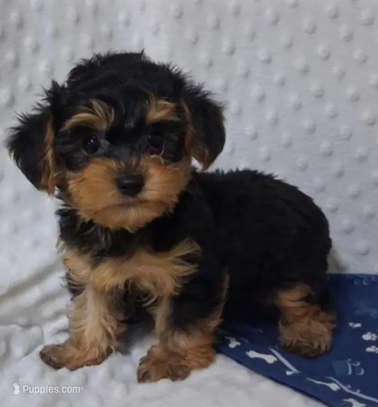 Crumb – Yorkipoo puppy for sale in Fort Madison, IA