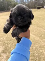 Dante , a male Shih Tzu for sale in North Augusta, SC – Photo 1 of 3
