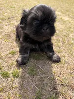 Dante , a male Shih Tzu for sale in North Augusta, SC – Photo 3 of 3