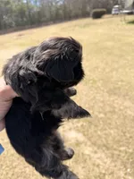 Dante , a male Shih Tzu for sale in North Augusta, SC – Photo 2 of 3