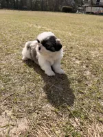 Handsome , a male Shih Tzu for sale in North Augusta, SC – Photo 3 of 4