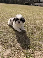 Handsome , a male Shih Tzu for sale in North Augusta, SC – Photo 4 of 4