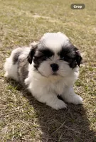 Handsome , a male Shih Tzu for sale in North Augusta, SC – Photo 1 of 4