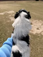 Oreo, a male Shih Tzu for sale in North Augusta, SC – Photo 3 of 4