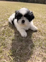 Oreo, a male Shih Tzu for sale in North Augusta, SC – Photo 4 of 4