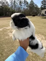 Oreo, a male Shih Tzu for sale in North Augusta, SC – Photo 2 of 4