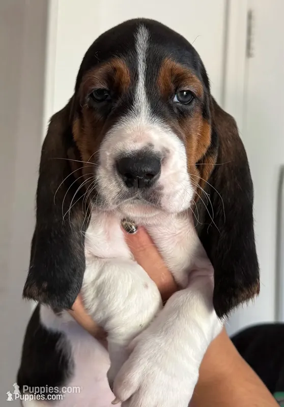 Female orange  – Basset Hound puppy for sale in Palmdale, CA